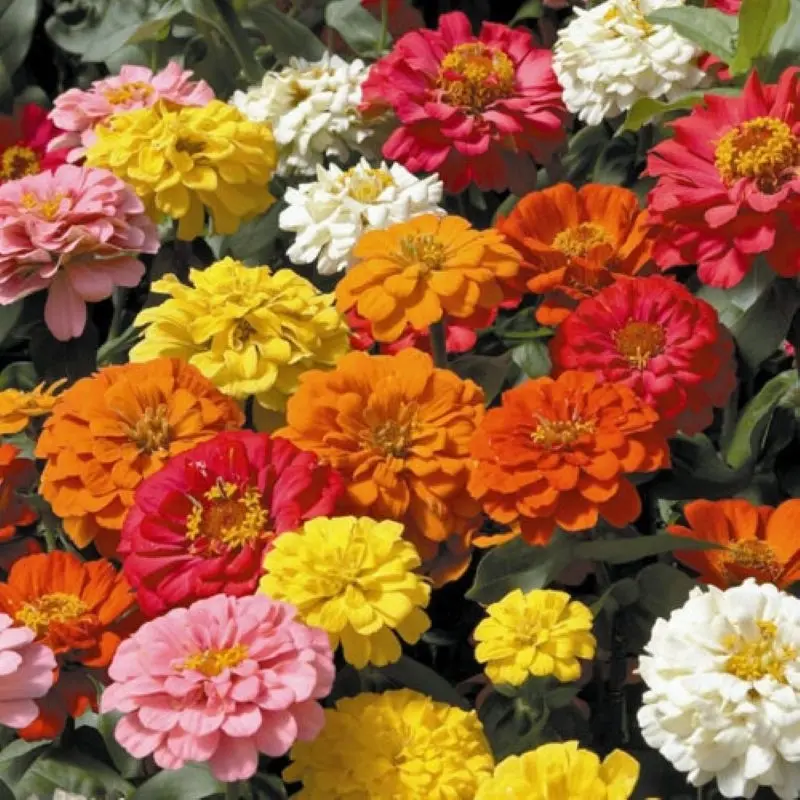 Zinnia Bodur Seri Karışık Renk - Saksılık 5 Tohum