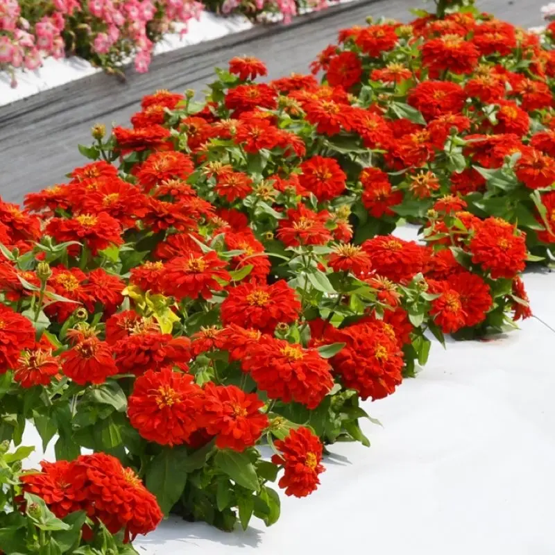 Zinnia Bodur Seri Kırmızı Renk - Saksılık 5 Tohum