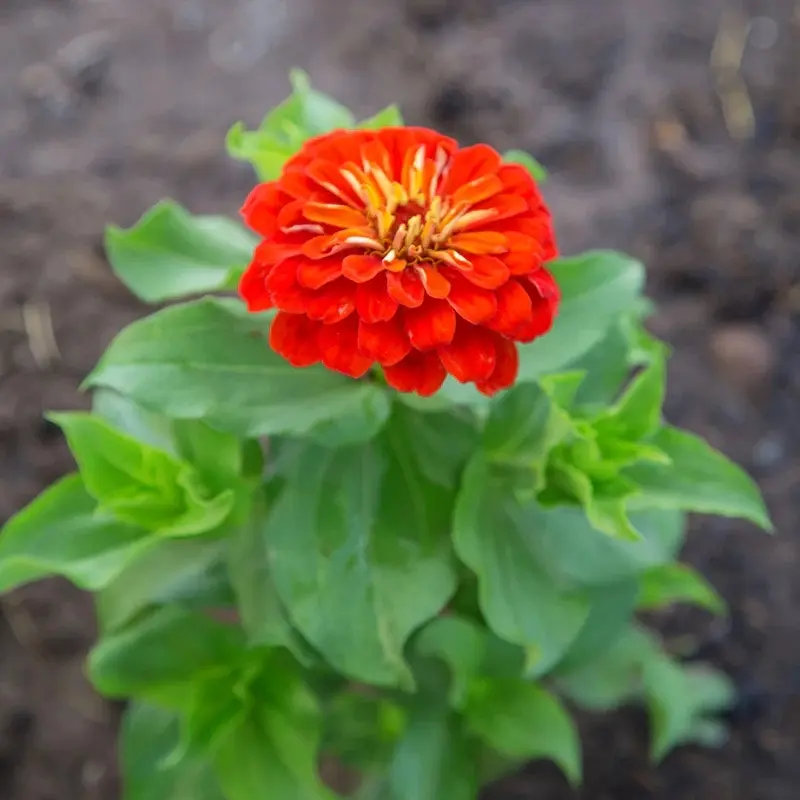 Zinnia Bodur Seri Kırmızı Renk - Saksılık 5 Tohum