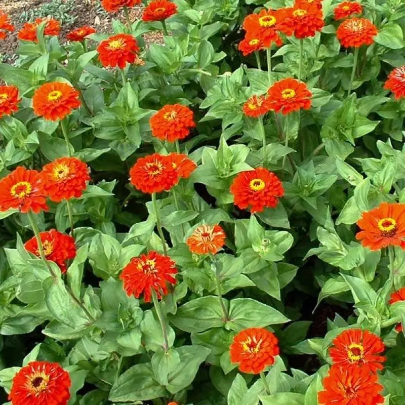Zinnia Bodur Seri Kırmızı Renk - Saksılık 5 Tohum