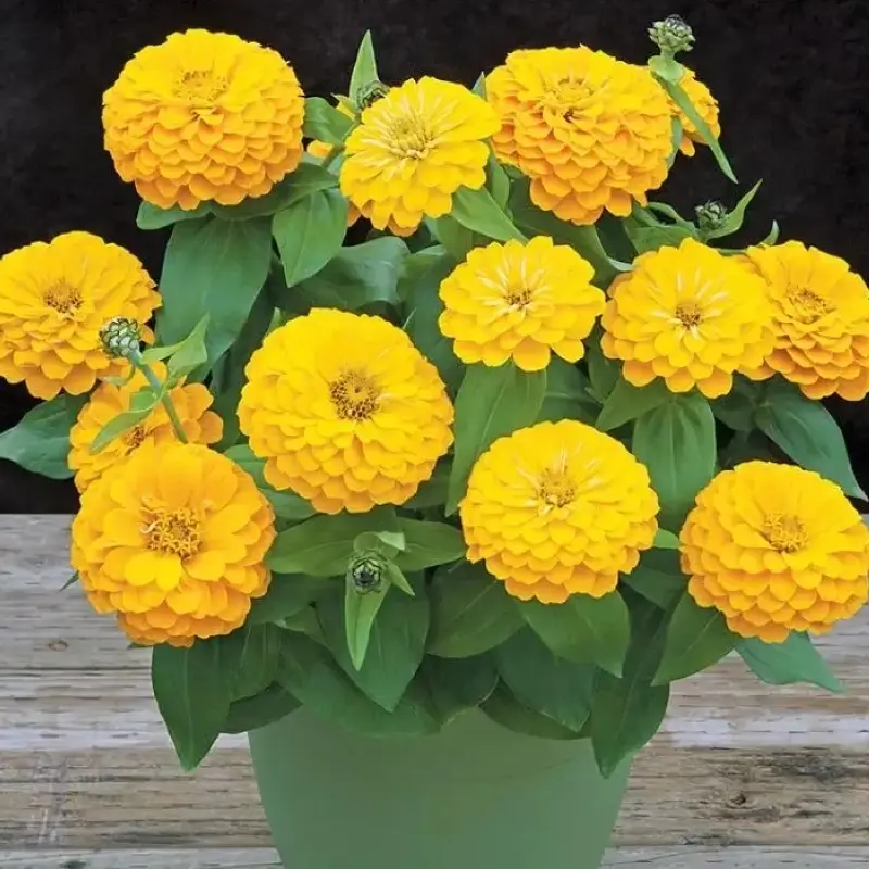 Zinnia Bodur Seri Sarı Renk - Saksılık 5 Tohum