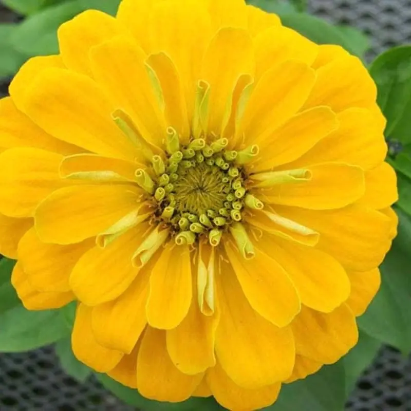 Zinnia Bodur Seri Sarı Renk - Saksılık 5 Tohum