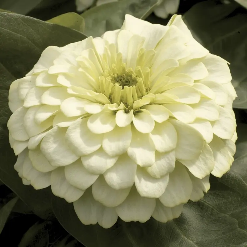 Zinnia Bodur Seri Beyaz Renk - Saksılık 5 Tohum