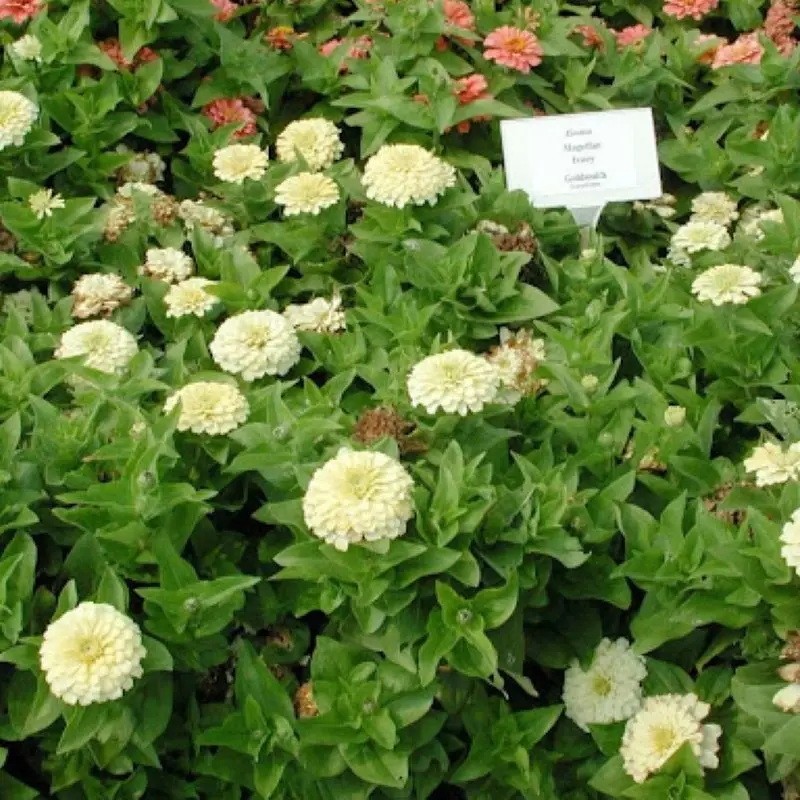 Zinnia Bodur Seri Beyaz Renk - Saksılık 5 Tohum