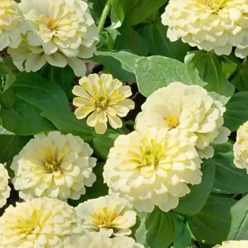 Zinnia Bodur Seri Beyaz Renk - Saksılık 5 Tohum