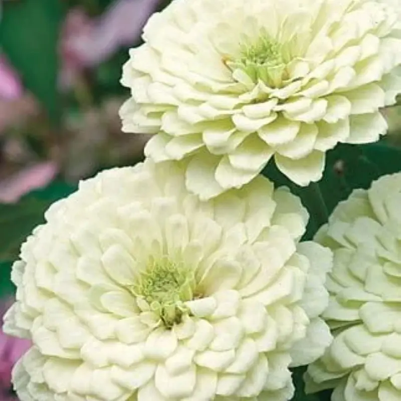 Zinnia Bodur Seri Beyaz Renk - Saksılık 5 Tohum