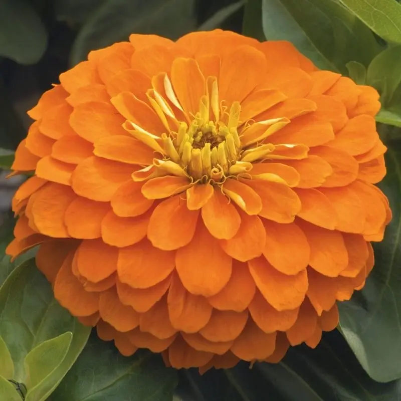 Zinnia Bodur Seri Turuncu Renk - Saksılık 5 Tohum
