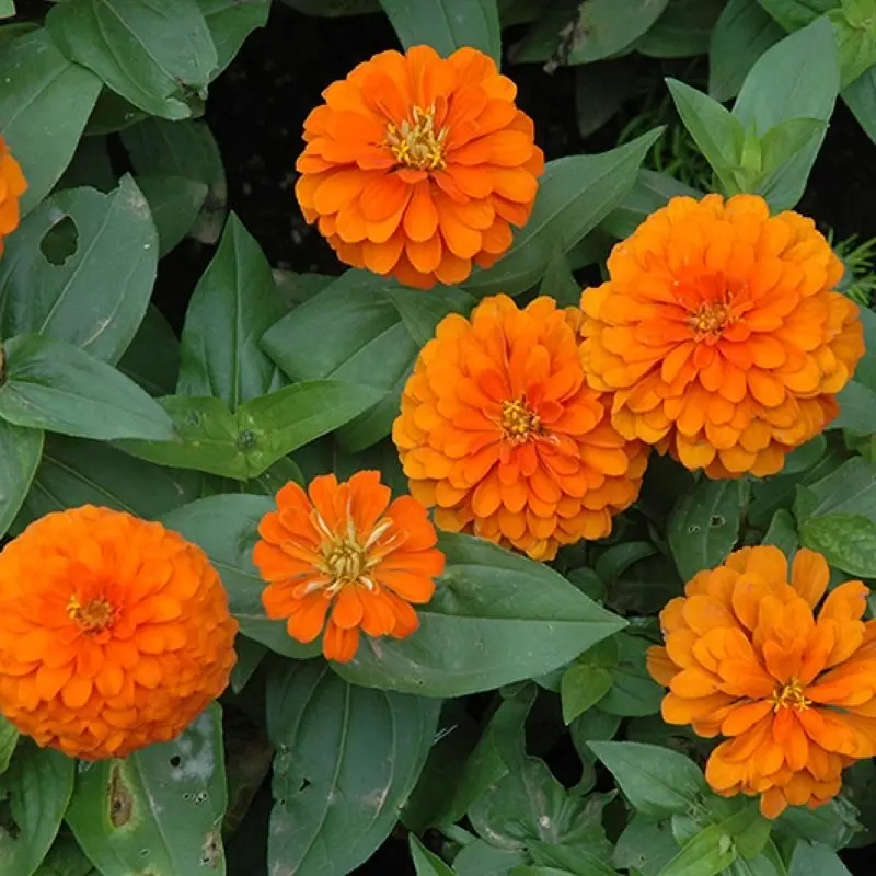 Zinnia Bodur Seri Turuncu Renk - Saksılık 5 Tohum