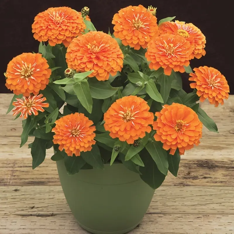 Zinnia Bodur Seri Turuncu Renk - Saksılık 5 Tohum