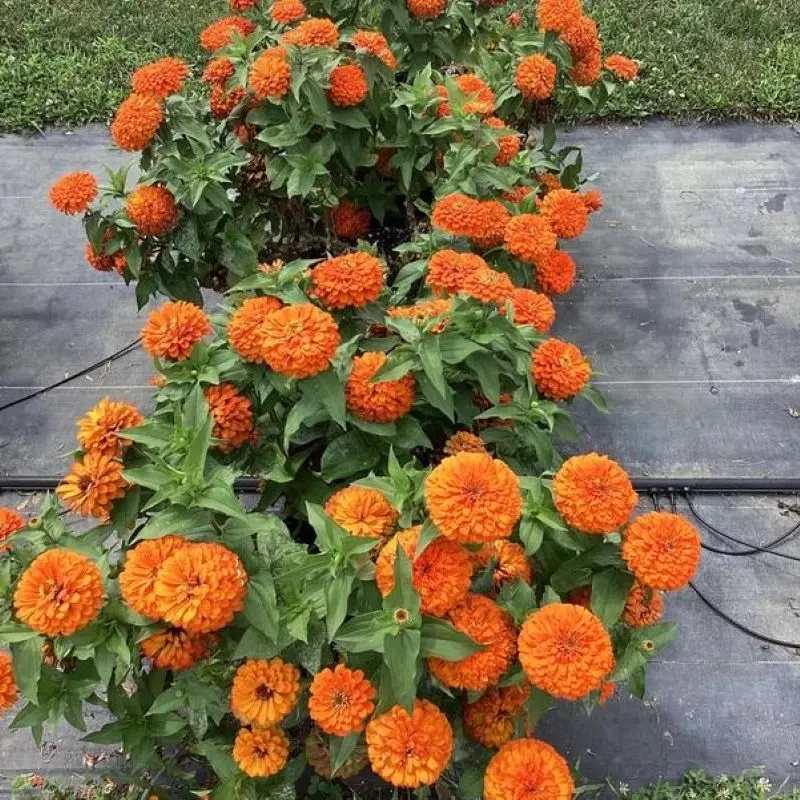 Zinnia Bodur Seri Turuncu Renk - Saksılık 5 Tohum
