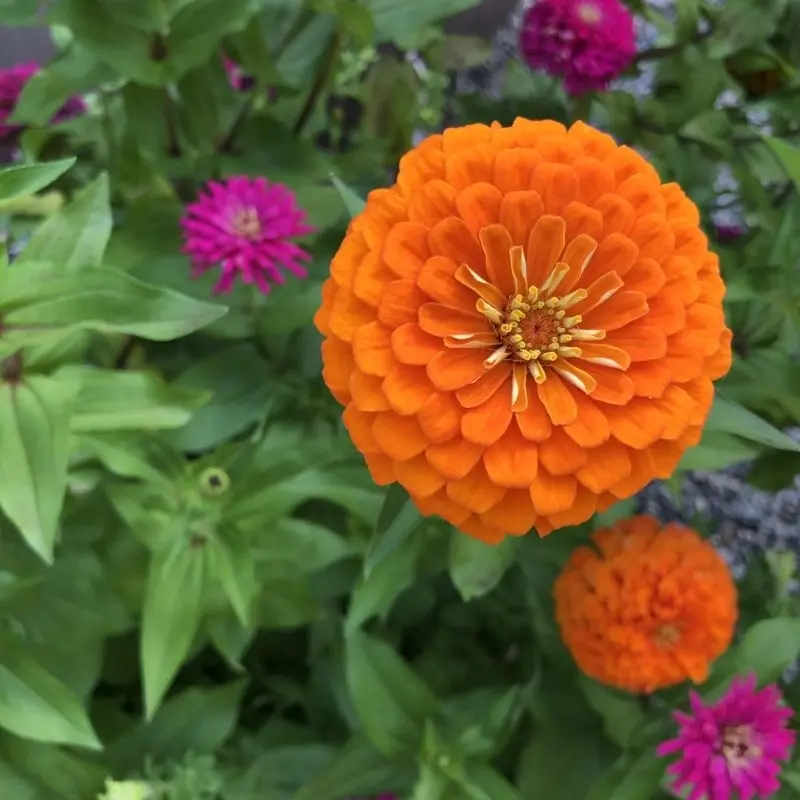 Zinnia Bodur Seri Turuncu Renk - Saksılık 5 Tohum