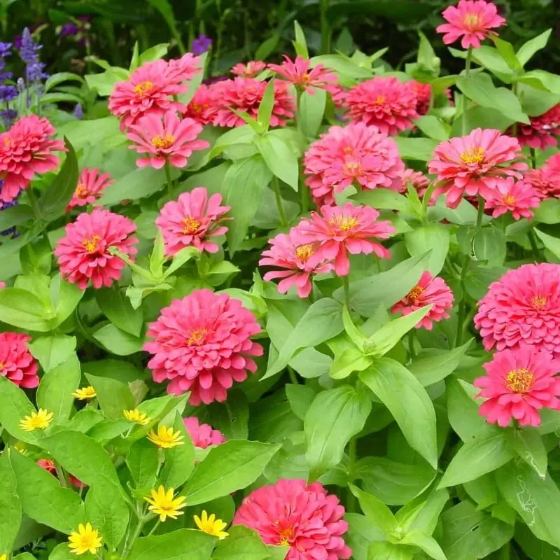 Zinnia Bodur Seri Pembe Renk - Saksılık 5 Tohum
