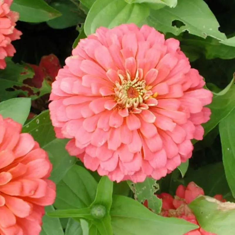 Zinnia Bodur Seri Pembe Renk - Saksılık 5 Tohum