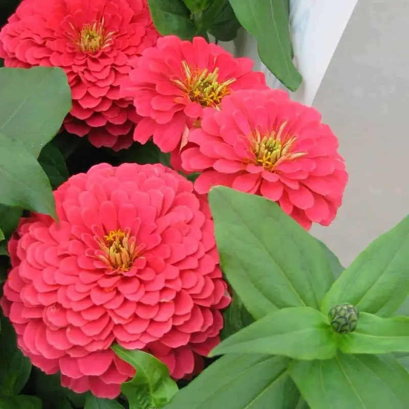 Zinnia Bodur Seri Pembe Renk - Saksılık 5 Tohum