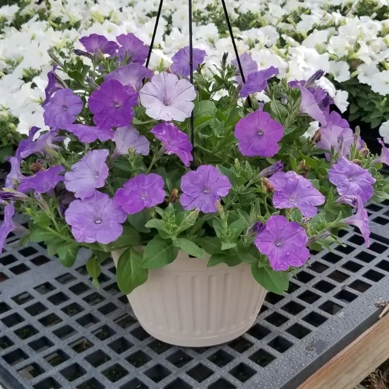 Petunya Yaz Serisi Lavanta Renk - Saksılık 10 Tohum