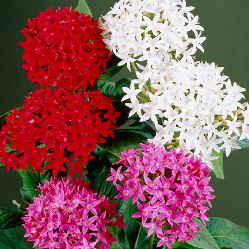 Pentas Elite Seri Karışık Renk - Saksılık 5 Tohum