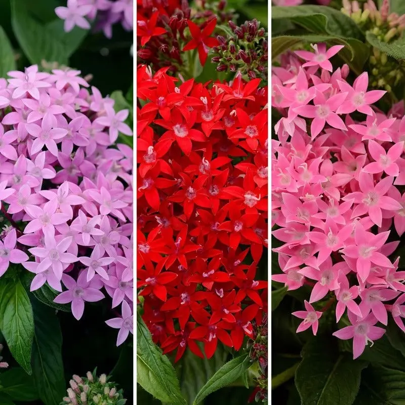 Pentas Elite Seri Karışık Renk - Saksılık 5 Tohum