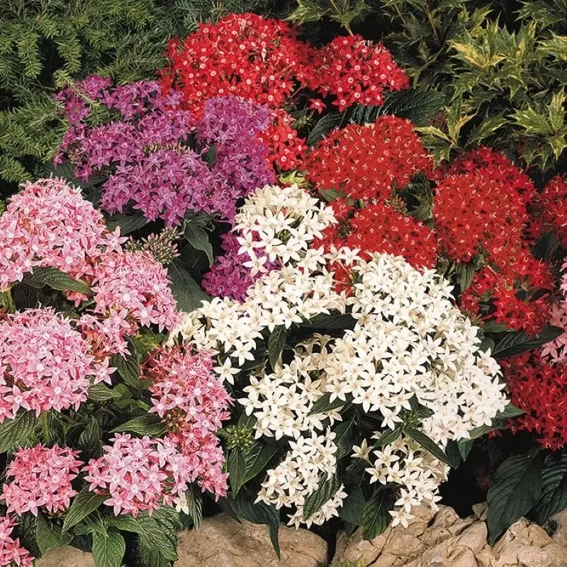 Pentas Elite Seri Karışık Renk - Saksılık 5 Tohum