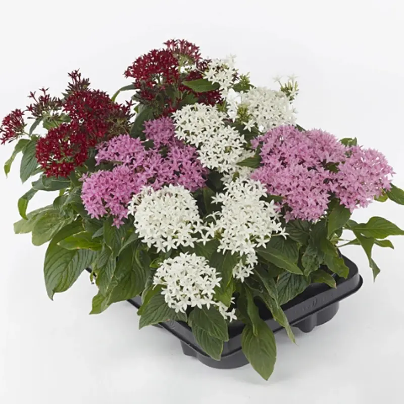 Pentas Elite Seri Karışık Renk - Saksılık 5 Tohum