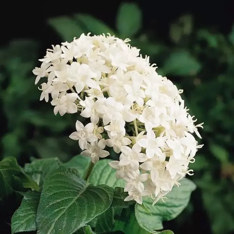 Pentas Elite Seri Beyaz Renk - Saksılık 5 Tohum