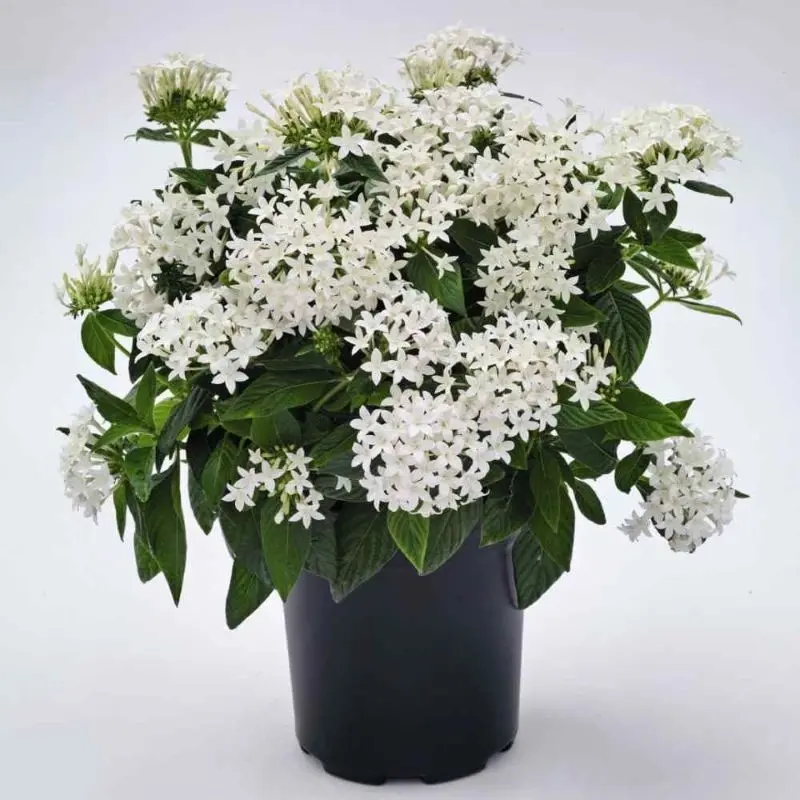 Pentas Elite Seri Beyaz Renk - Saksılık 5 Tohum