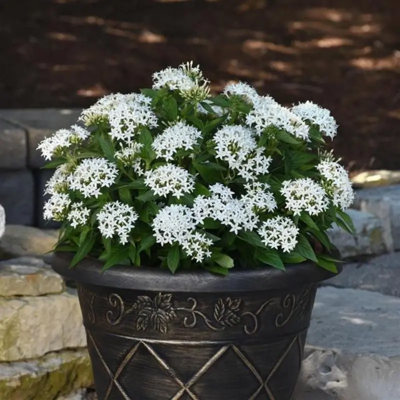 Pentas Elite Seri Beyaz Renk - Saksılık 5 Tohum