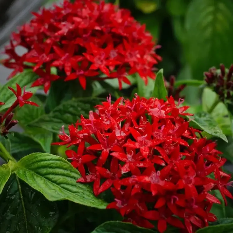 Pentas Elite Seri Kırmızı Renk - Saksılık 5 Tohum