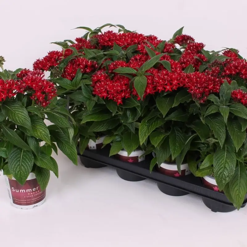 Pentas Elite Seri Kırmızı Renk - Saksılık 5 Tohum