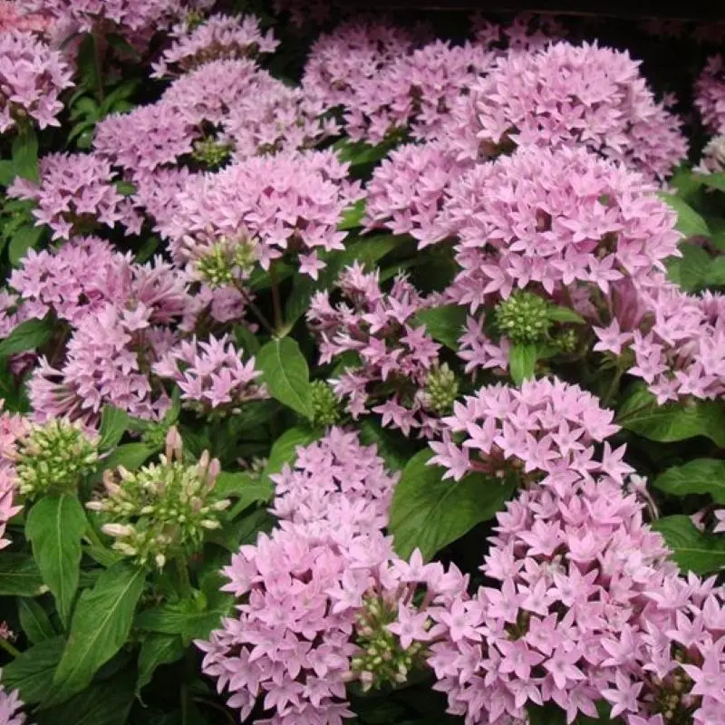 Pentas Elite Seri Pembe Renk - Saksılık 5 Tohum