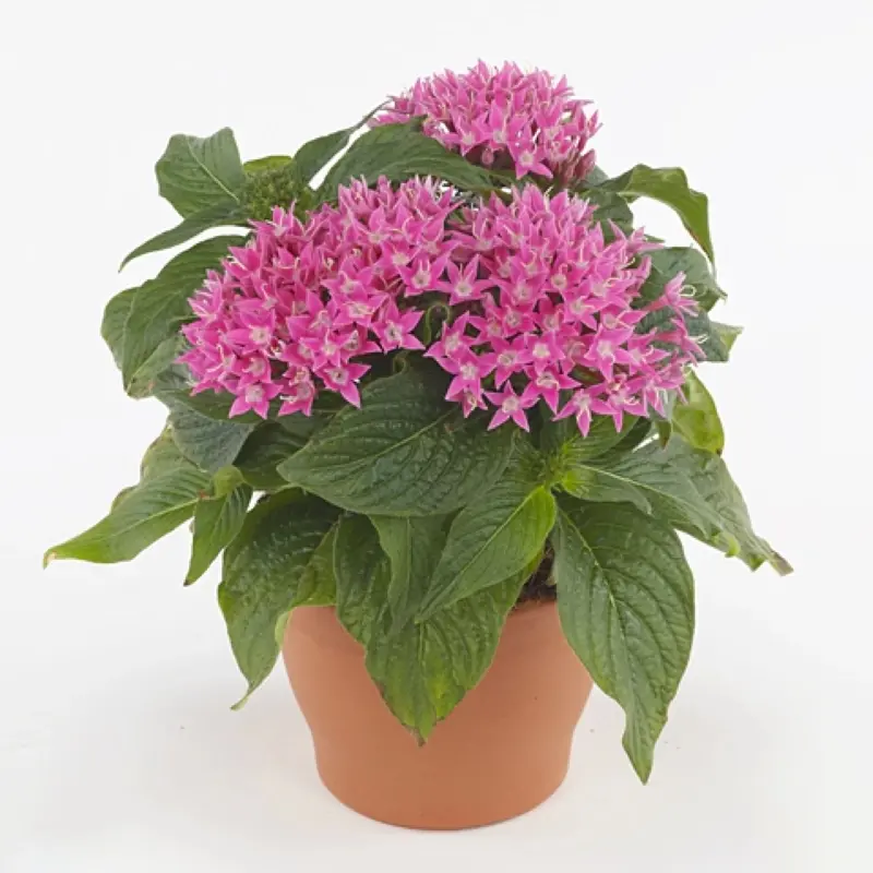 Pentas Elite Seri Pembe Renk - Saksılık 5 Tohum