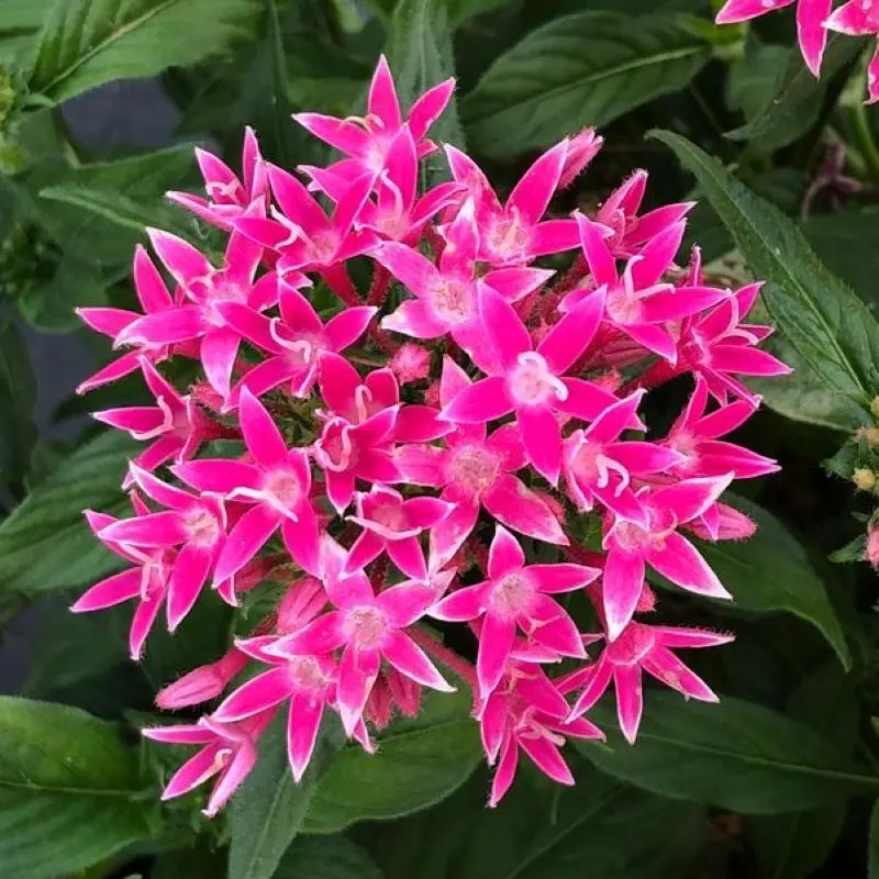 Pentas Elite Seri Pembe Renk - Saksılık 5 Tohum