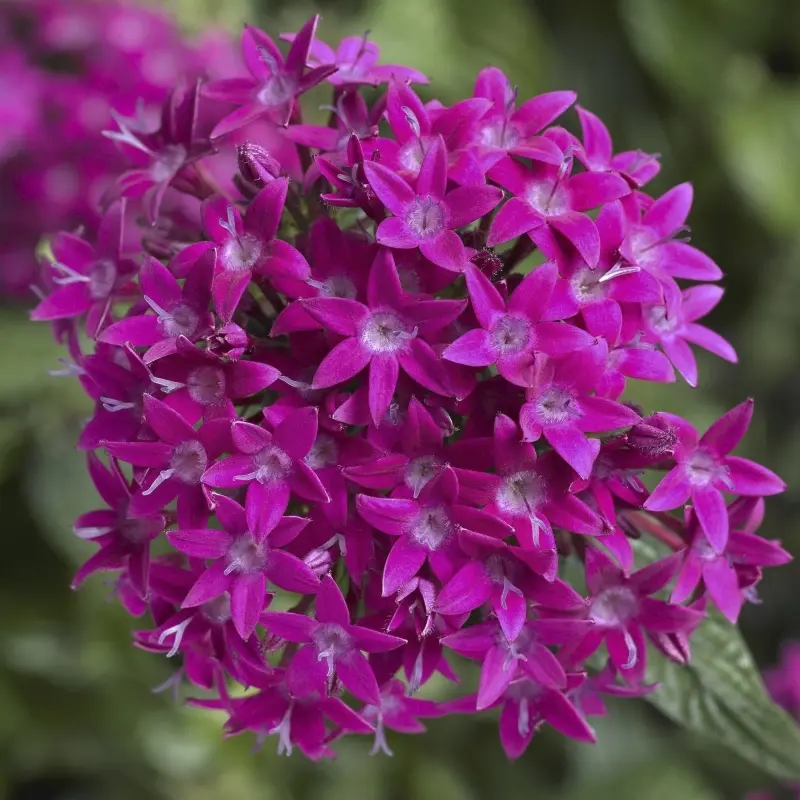Pentas Elite Seri Viyolet Renk - Saksılık 5 Tohum