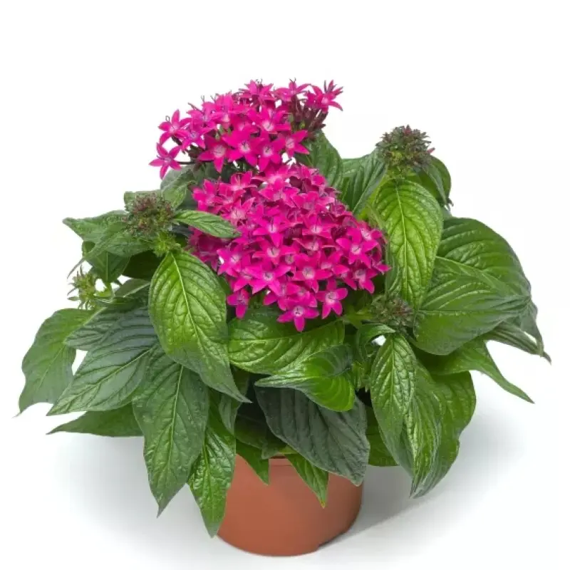 Pentas Elite Seri Viyolet Renk - Saksılık 5 Tohum