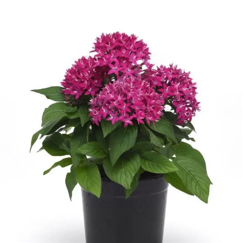 Pentas Elite Seri Viyolet Renk - Saksılık 5 Tohum