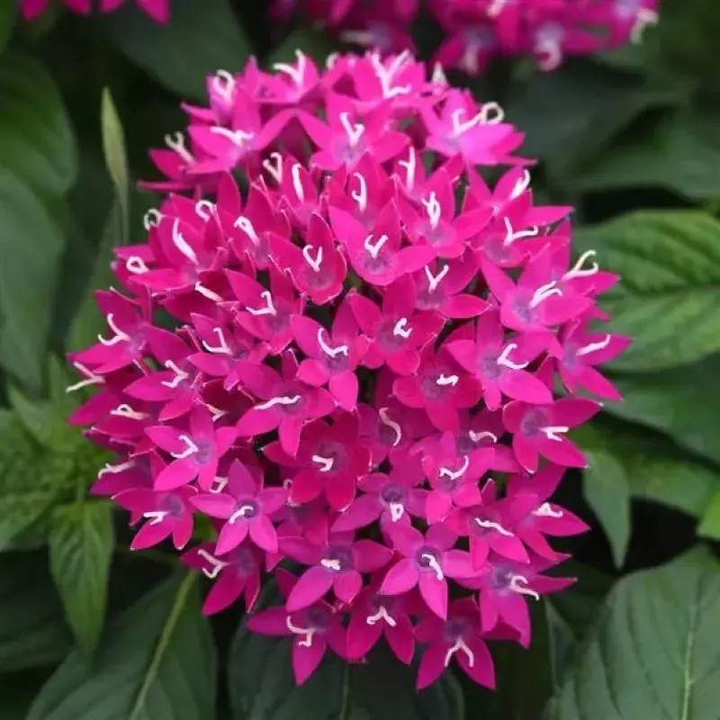Pentas Elite Seri Viyolet Renk - Saksılık 5 Tohum