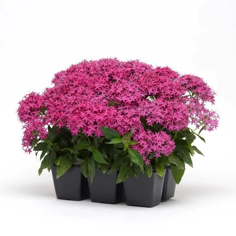 Pentas Elite Seri Viyolet Renk - Saksılık 5 Tohum