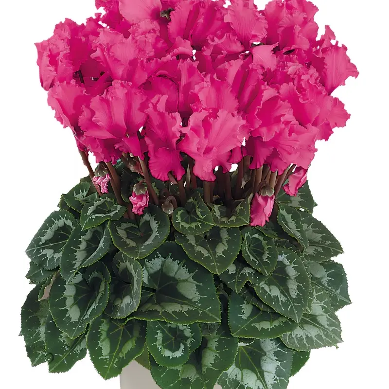 Siklamen Dalgalı Kenar Rose Renk - Saksılık 5 Tohum