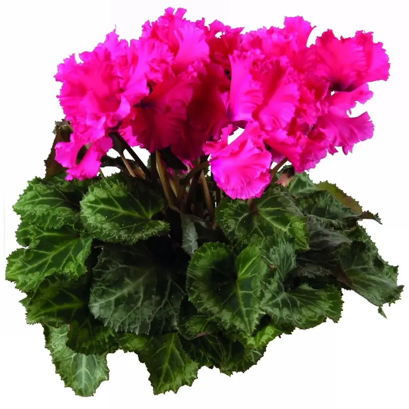 Siklamen Dalgalı Kenar Rose Renk - Saksılık 5 Tohum