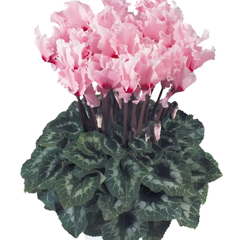 Siklamen Dalgalı Kenar Pembe Renk - Saksılık 5 Tohum