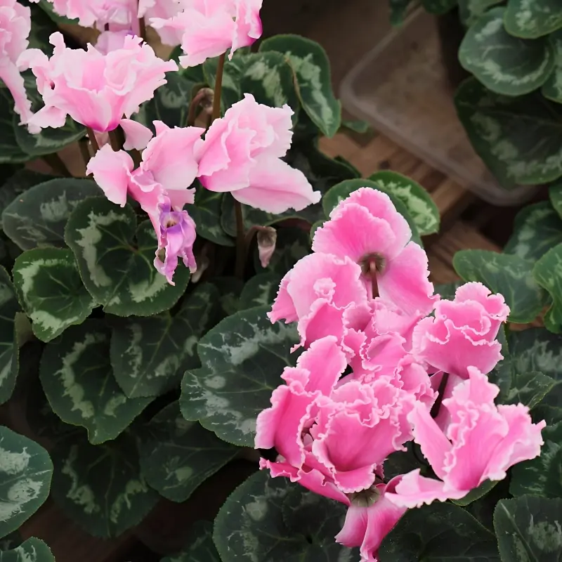 Siklamen Dalgalı Kenar Pembe Renk - Saksılık 5 Tohum