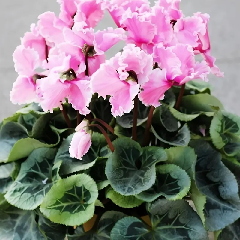 Siklamen Dalgalı Kenar Pembe Renk - Saksılık 5 Tohum