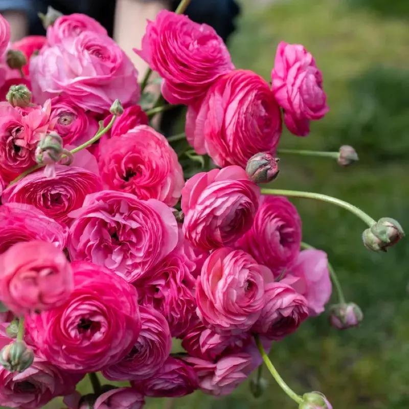 Şakayık Düğün Çiçeği Pembe Renk - Saksılık 10 Tohum