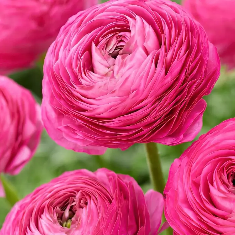 Şakayık Düğün Çiçeği Pembe Renk - Saksılık 10 Tohum
