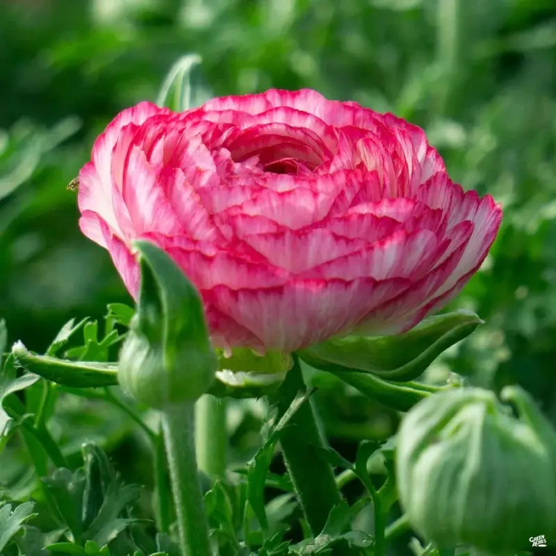 Şakayık Düğün Çiçeği Pembe Renk - Saksılık 10 Tohum