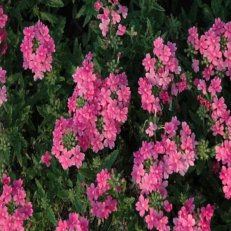 Mine Çiçeği Sarkan Seri Pembe Renk - Saksılık 10 Tohum