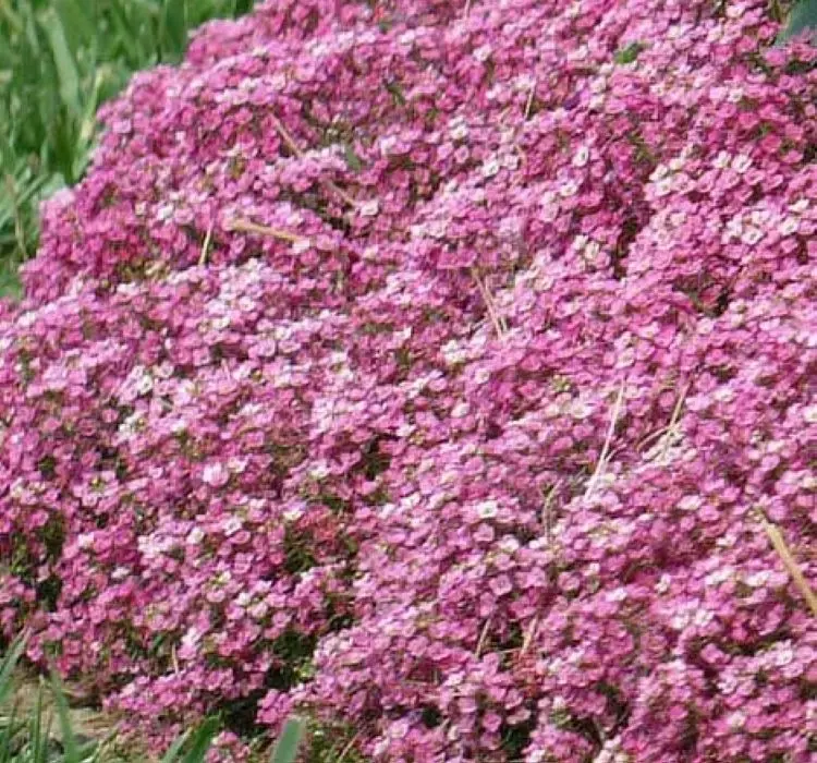 Alisyum Tohumu İnci Koyu Pembe - Saksılık 10 Tohum