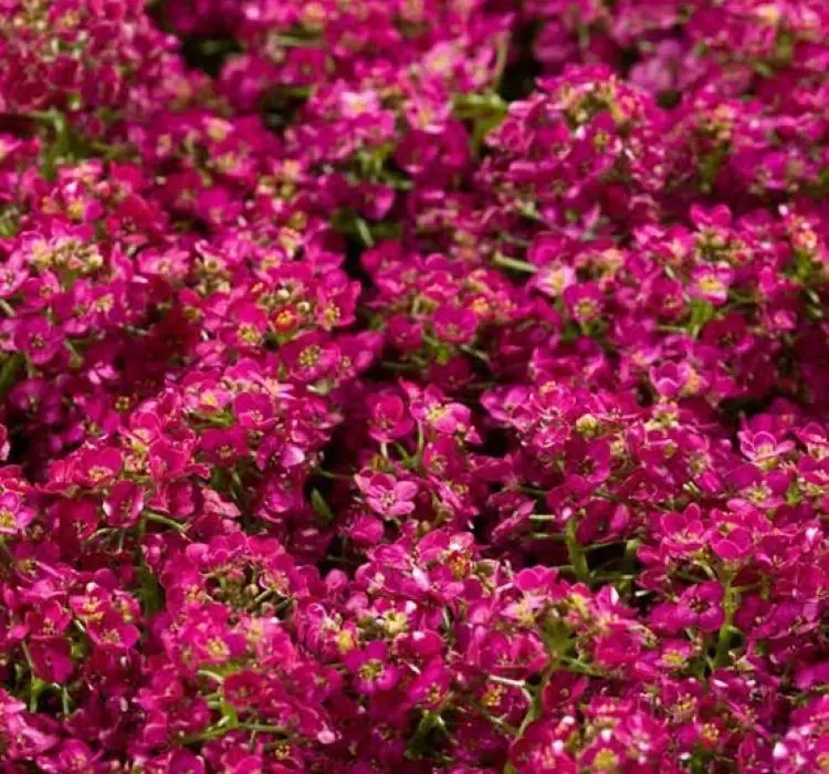 Alisyum Tohumu İnci Açık Pembe - Saksılık 10 Tohum
