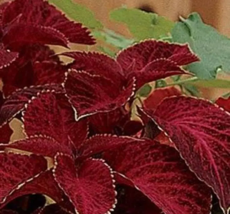 Yaprak Güzeli Tohumu Velvet - Saksılık 10 Tohum