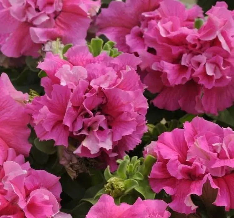 Petunya Katmerli Seri Pembe Renk - Saksılık 10 Tohum