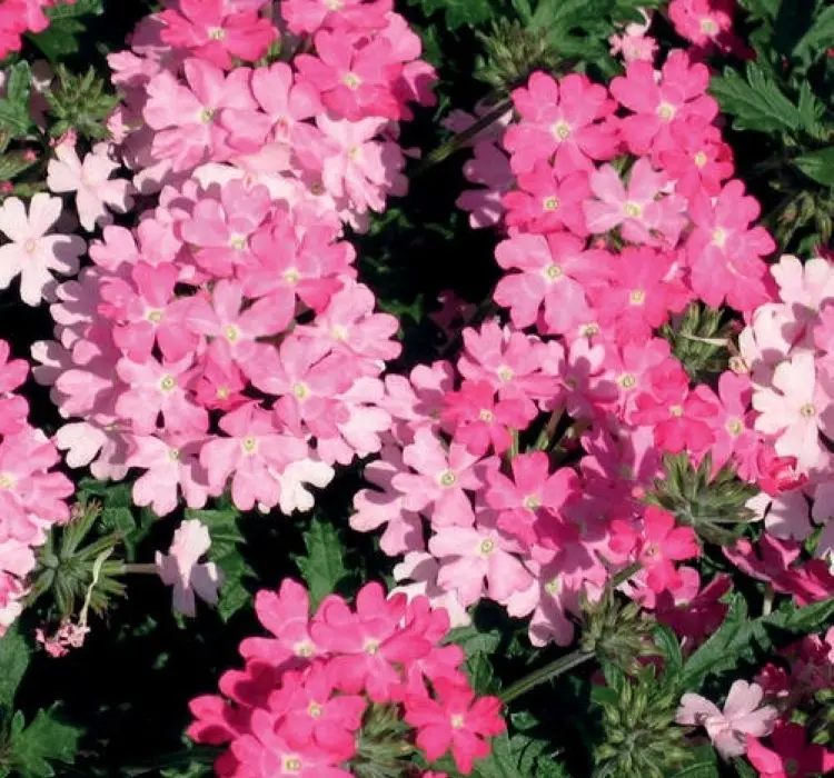 Mine Sarkan Antik Pembe Renk - Saksılık 10 Tohum